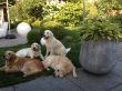 August 12--Mia, Lotta, Yoice und Amy in  Lottas Garten.jpg
